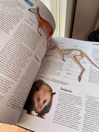 Libro mamíferos