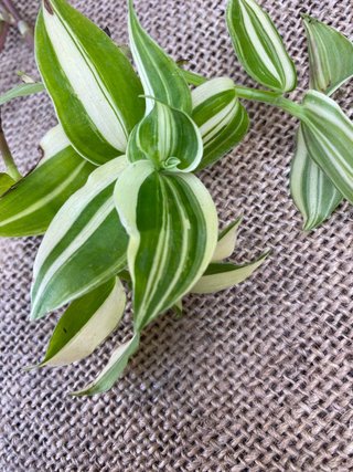 Set 20 Tradescantia mix rare
