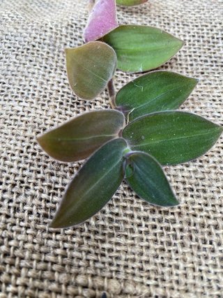 Set 20 Tradescantia mix rare