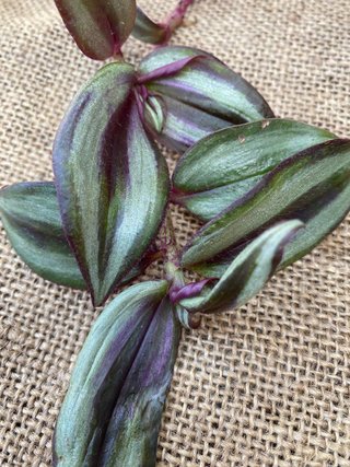 Set 20 Tradescantia mix rare