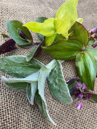 Set 20 Tradescantia mix rare
