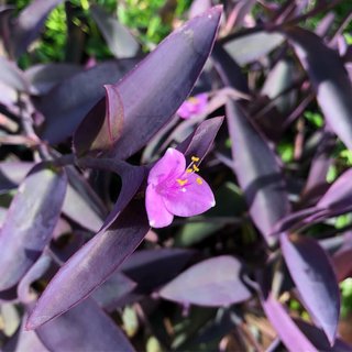 Set 20 Tradescantia mix rare