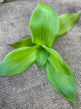 Set 20 Tradescantia mix rare