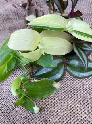 Set 20 Tradescantia mix rare
