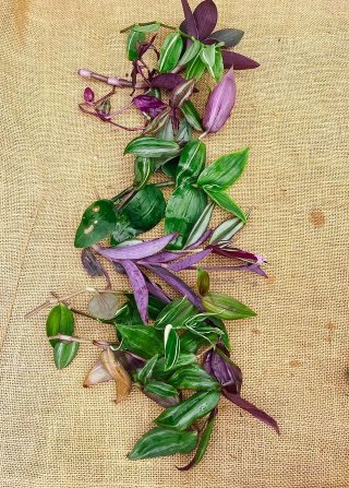Set 20 Tradescantia mix rare