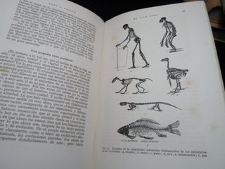 SALDO-Lote 5 Libros Serie- TU- Años 40 -E. LABOR