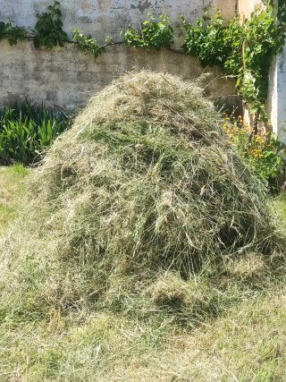 Regalo hierba de pradera/jardín