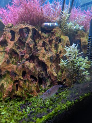 Acuario de Concurso High Tech
