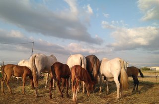 Estiércol de caballo