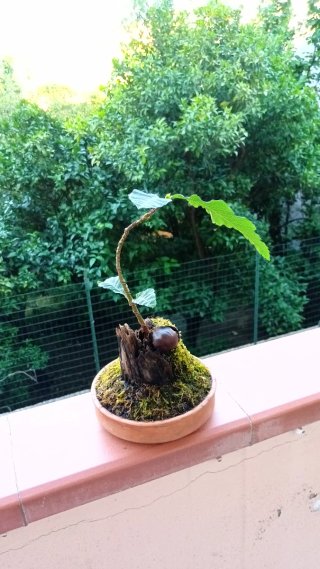 Bonsai di castagno su tronchetto
