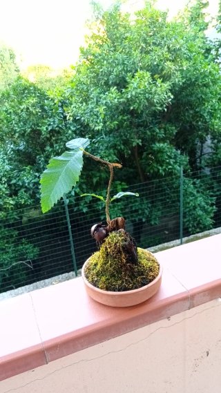 Bonsai di castagno su tronchetto