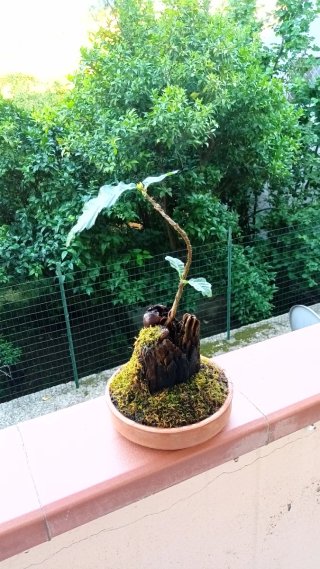 Bonsai di castagno su tronchetto