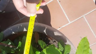 Planta de Laurel en Maceta