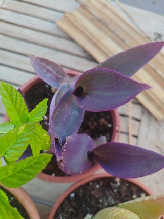 Pack Plantas Resistentes Calor