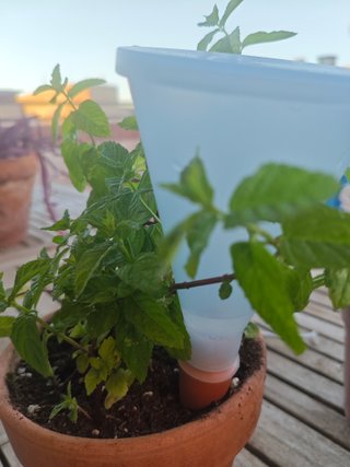 Pack Plantas Resistentes Calor