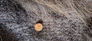 Chaqueta Just Cavalli Piel Zorro/Tweed