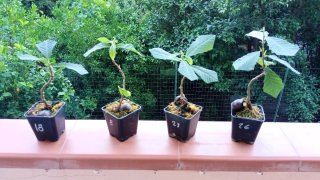 Prebonsai di castagno