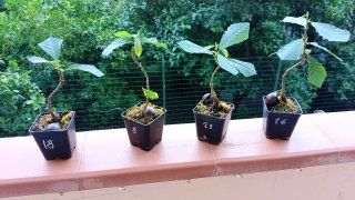 Prebonsai di castagno