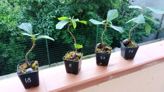 Prebonsai di castagno
