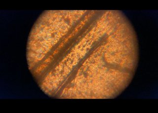 Microscopio per bambini