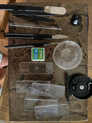 Microscopio per bambini