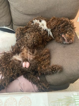 Cuidador de mascotas