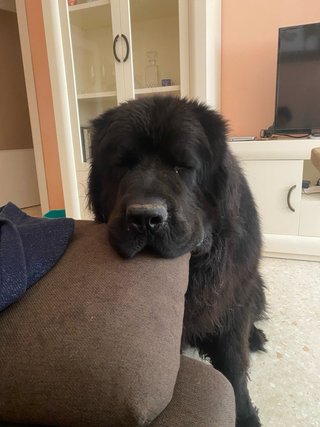 Cuidador de mascotas