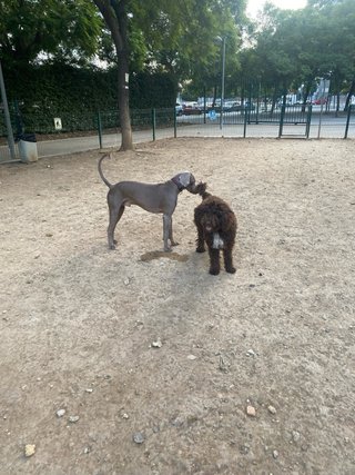 Cuidador de mascotas