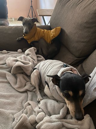 Cuidador de mascotas