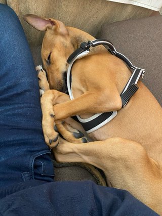 Cuidador de mascotas
