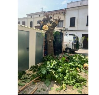 Jardenro y forestales desproce llámame 643394907