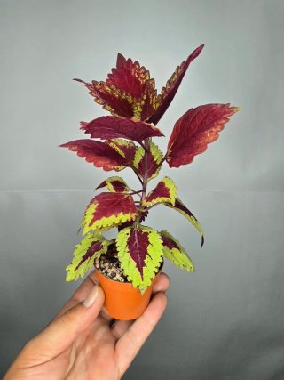 Planta Coleo n°3