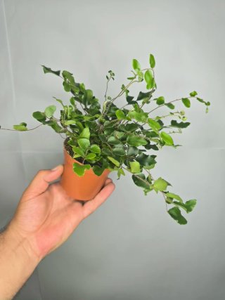 Helecho (Pellaea Rotundifolia)