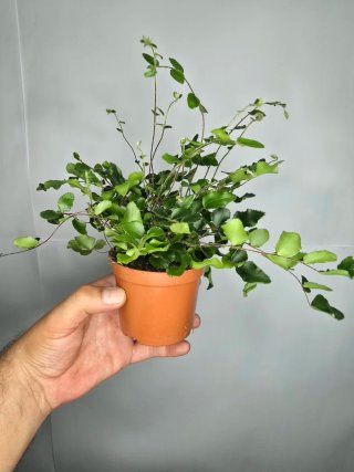 Helecho (Pellaea Rotundifolia)