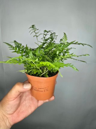Helecho (Athyrium) baby