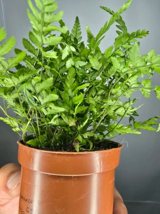 Helecho (Athyrium) baby