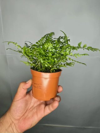 Helecho (Athyrium) baby