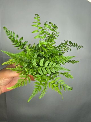 Helecho (Athyrium) baby