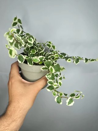 Ficus "Pumila Variegado"