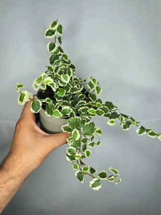 Ficus "Pumila Variegado"