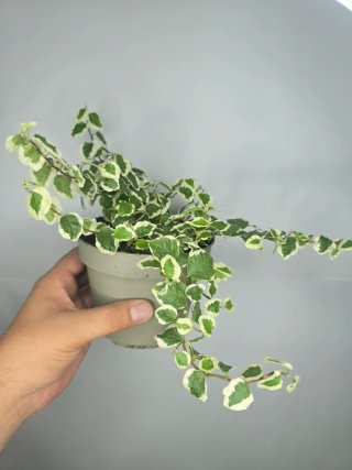 Ficus "Pumila Variegado"