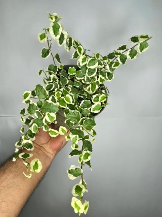 Ficus "Pumila Variegado"