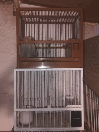 Jaulas C1 y C2 Marrón y Blanca