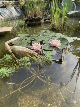 Ninfea rosa