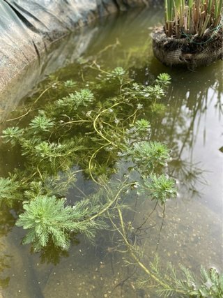 Myriophyllum
