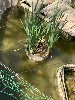 Iris acquatico