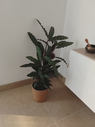 Planta de interior con cesto mimbre