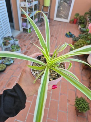 Planta Cinta / Lazo de Amor