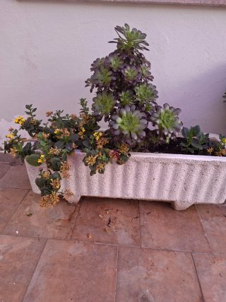 Macetero de piedra con plantas suculentas