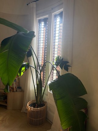 Planta Strelitzia Nicolai Grande